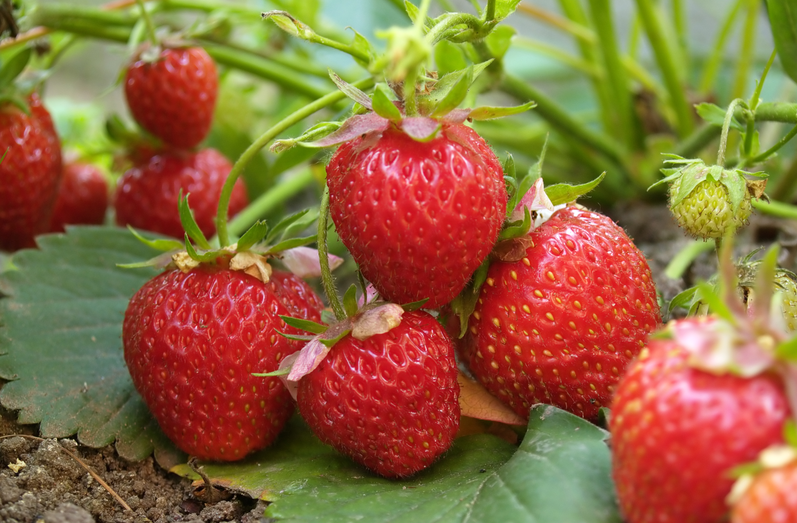 恒譜生：專業(yè)水果檢測，守護舌尖上的安全！