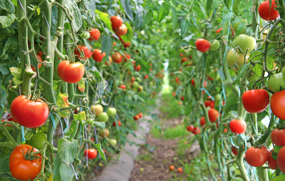 恒譜生：水果檢測，守護舌尖上的安全！