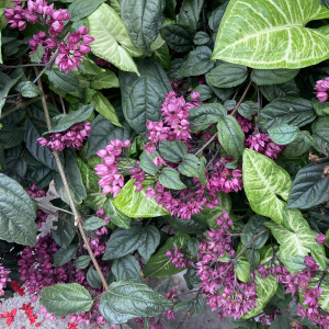 6E9E67E6EFE1AFACE5F1ACBBE27158CD